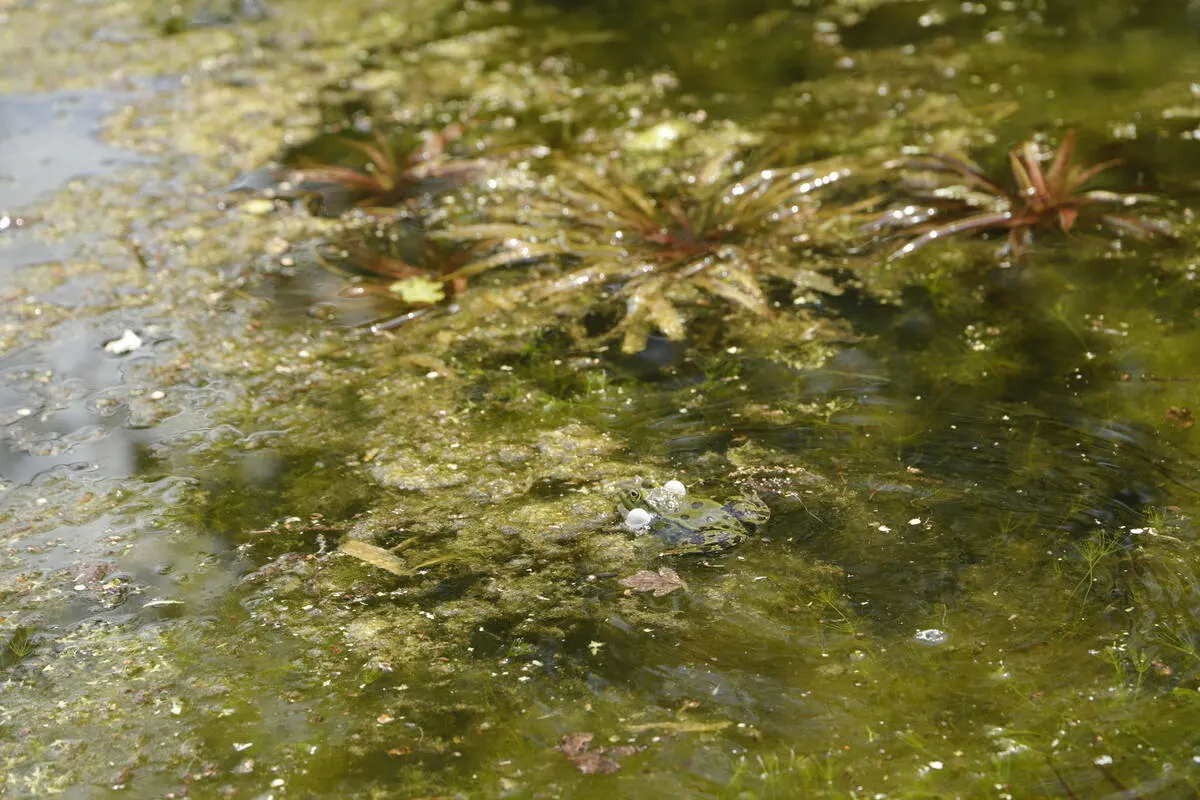 microorganisms in the water